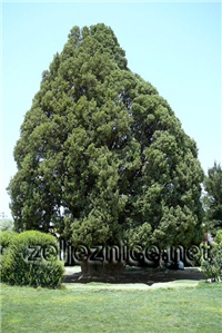 76836796-Cupressus sempervirens.jpg (2).jpg